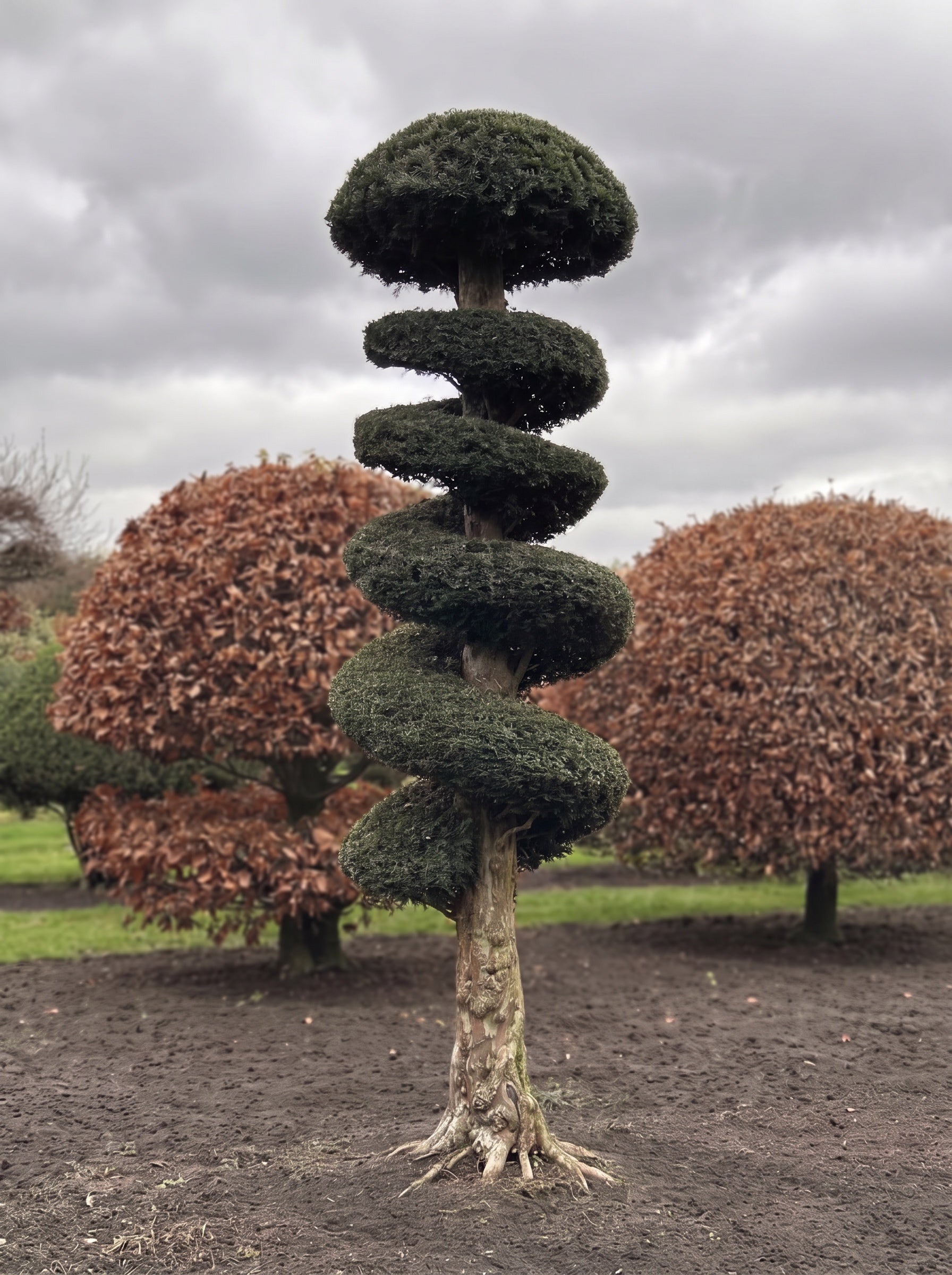English Yew Spiral Standard Topiary Specimen - Corin
