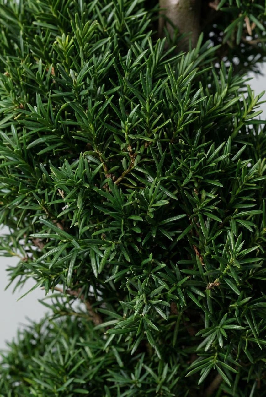 Close-up detail of Taxus baccata (English yew) spiral topiary showcasing dense dark green needle foliage and twisted stem structure, ideal for buy topiary trees, spiral topiary pair, yew evergreens, and architectural sculptural design.