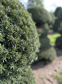 English Yew Spiral with Mushroom Crown Topiary Specimen - Bastian