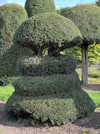 English Yew Spiral with Mushroom Crown Topiary Specimen - Bastian