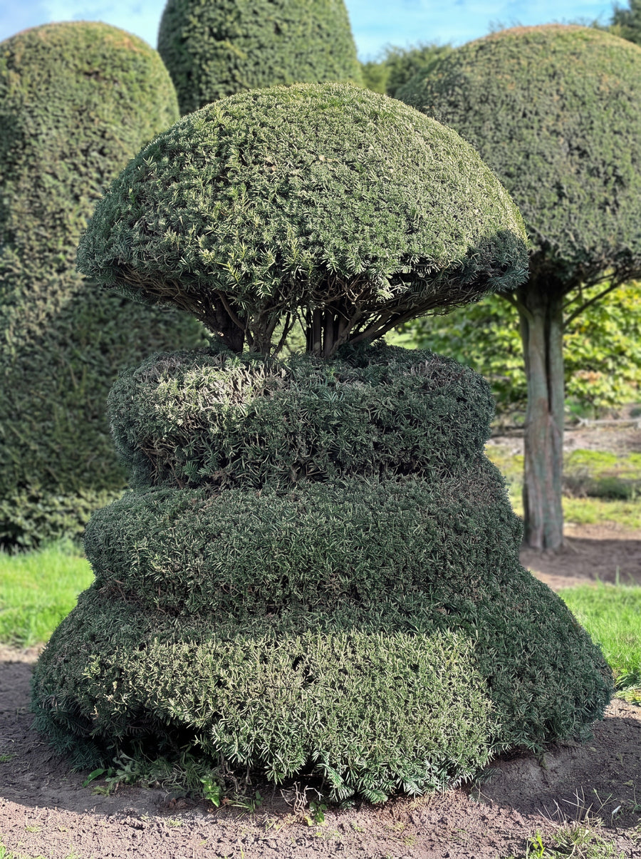 English Yew Spiral with Mushroom Crown Topiary Specimen - Bastian