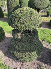 English Yew Spiral with Mushroom Crown Topiary Specimen - Bastian