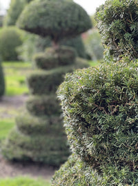 English Yew Spiral with Mushroom Crown Topiary Specimen - Severin