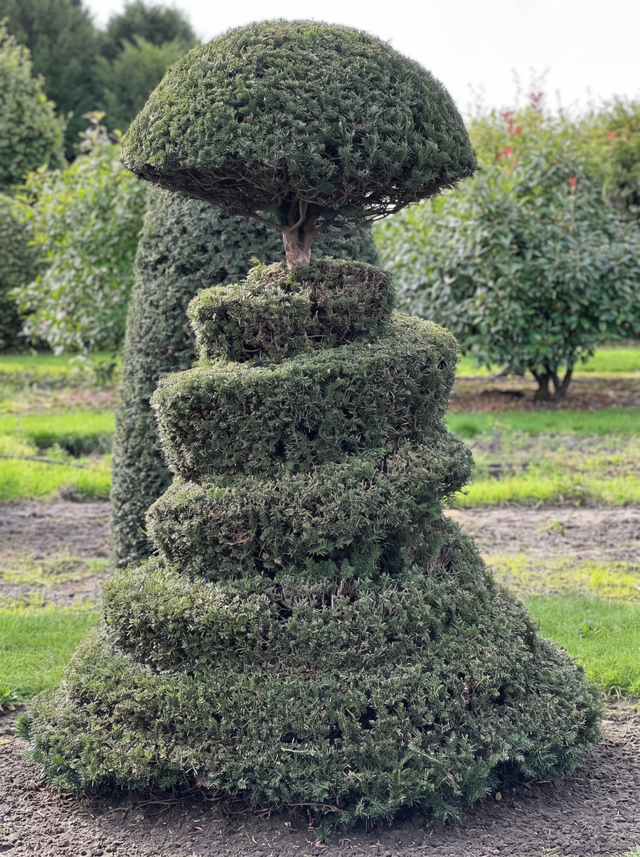 English Yew Spiral with Mushroom Crown Topiary Specimen - Severin