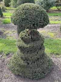 English Yew Spiral with Mushroom Crown Topiary Specimen - Severin