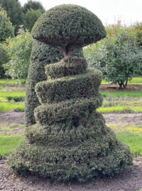 English Yew Spiral with Mushroom Crown Topiary Specimen - Severin