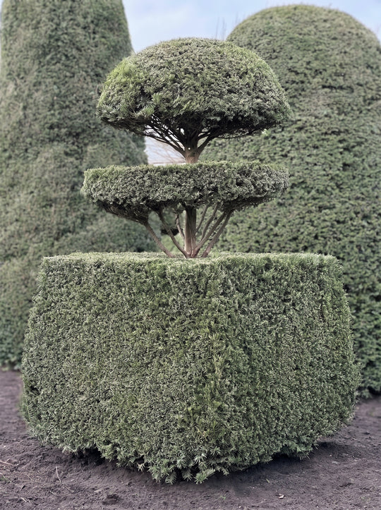 English Yew Tiered Cloud on Block Topiary Specimen - Ambrose