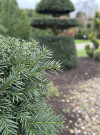 English Yew Tiered Cloud on Drum Topiary Specimen - Cosimo