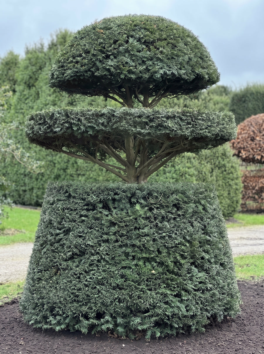 English Yew Tiered Cloud on Drum Topiary Specimen - Cosimo