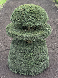 English Yew Tiered Cloud on Drum Topiary Specimen - Cosimo