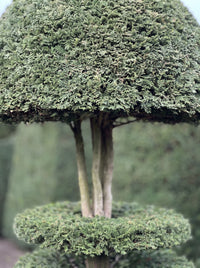 English Yew Tiered Mushroom on Dome Topiary Specimen - Augustus