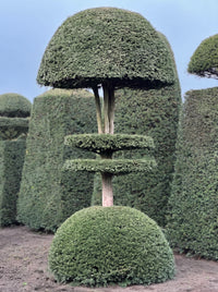 English Yew Tiered Mushroom on Dome Topiary Specimen - Augustus