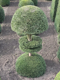 English Yew Tiered Mushroom on Dome Topiary Specimen - Augustus