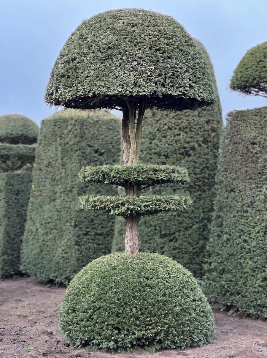English Yew Tiered Mushroom on Dome Topiary Specimen - Augustus