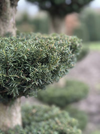 English Yew Tiered Pagoda on Dome Topiary Specimen - Ottilie