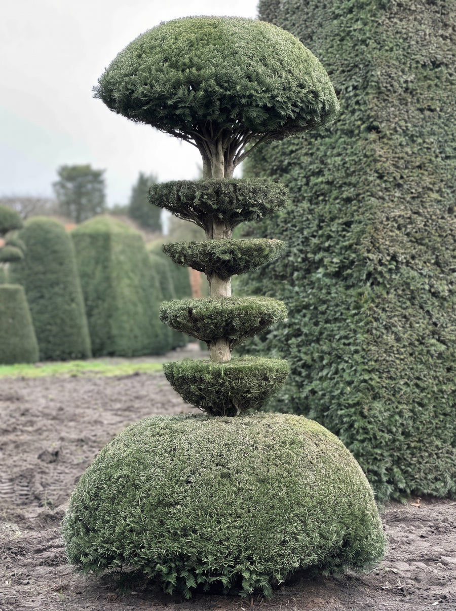 English Yew Tiered Pagoda on Dome Topiary Specimen - Ottilie