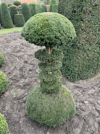 English Yew Tiered Pagoda on Dome Topiary Specimen - Ottilie