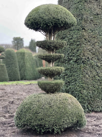 English Yew Tiered Pagoda on Dome Topiary Specimen - Ottilie