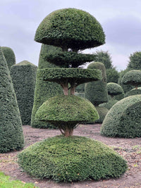 Nursery · Edmund, a 2.9m English yew tiered pagoda on dome, a dome base with a second dome, two plates and a mushroom crown, in the grower's field.