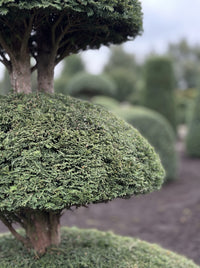 English Yew Tiered Pagoda on Dome Topiary Specimen - Edmund