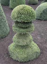 English Yew Tiered Pagoda on Dome Topiary Specimen - Edmund