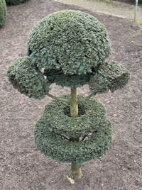English Yew Tiered Pom Pom Standard Topiary Specimen - Isolde