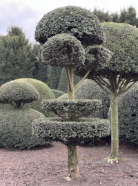 English Yew Tiered Pom Pom Standard Topiary Specimen - Isolde