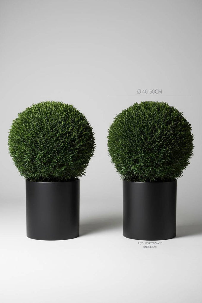 English yew topiary ball pair, Taxus baccata 40-50cm matched spheres
