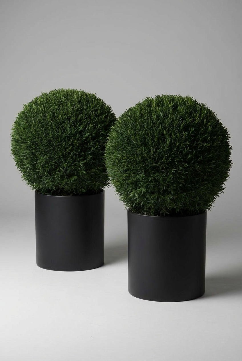 A pair of 50cm Taxus baccata (English yew) ball topiary in black planters photographed on studio background, showcasing dense dark evergreen spheres with fine foliage, demonstrating yew topiary ball and curated evergreen pairs for architectural garden design and doorway symmetry.