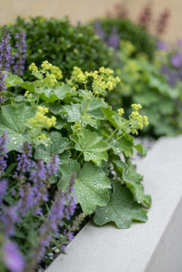 Foliage Close Up · Lime-green alchemilla flowers over rain-beaded scalloped leaves against a clipped ball