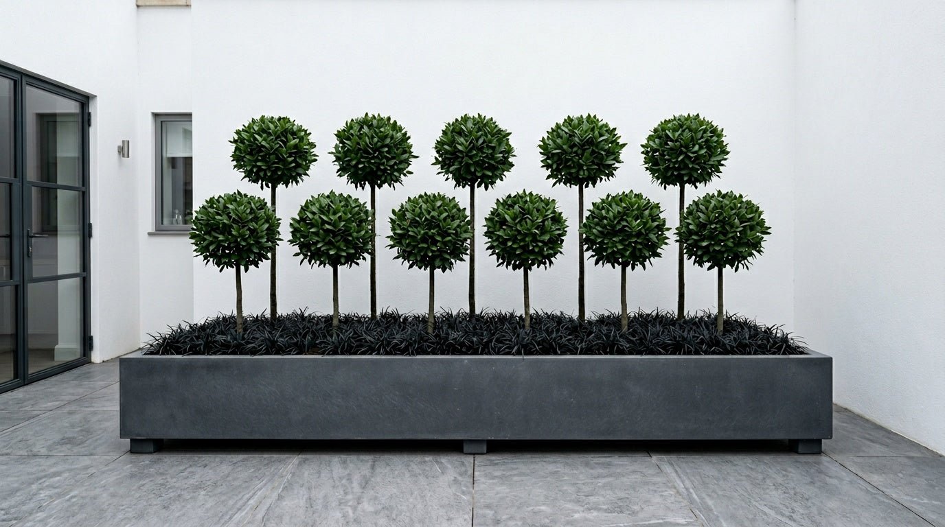 The Lollipop Forest — Architectural Collection with Massed Mini Lollipops