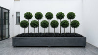 Showcase · Wide view of the full lollipop forest in its grey planter on a courtyard terrace