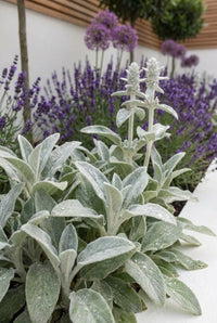 Foliage Close Up · Felted silver lamb's ears leaves edging the border with lavender flowering behind