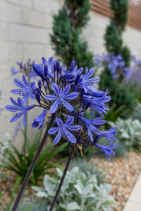 Foliage Close Up · Deep blue agapanthus flower head in close-up with the cypress spirals soft behind
