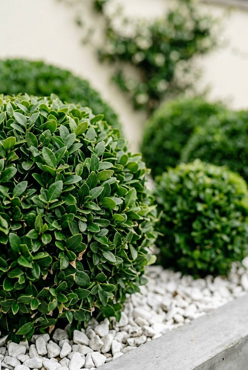 The Sphere Gradient — Architectural Collection with Graduated English Yew Balls