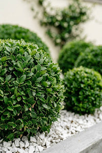 Foliage Close Up · Clipped topiary ball with small glossy leaves, two more softening behind