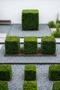 Showcase · Ten yew cubes in ranked rows, each standing on its own gravel-set steel tray