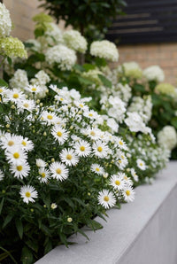 Foliage Close Up · Sheets of white daisy flowers massing in front of hydrangeas and creamy phlox