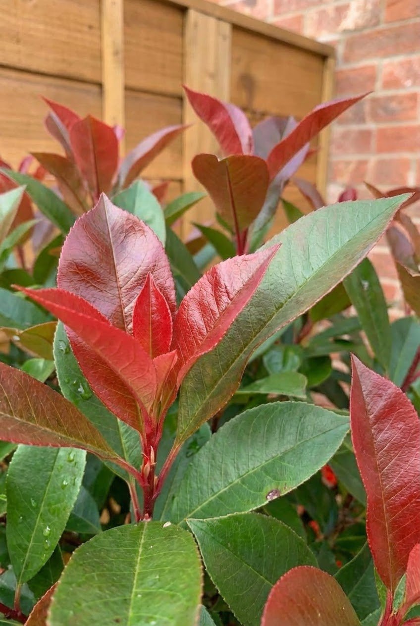 The Autumn Gold — Border by the Metre with Photinia 'Red Robin' Lollipop Topiary