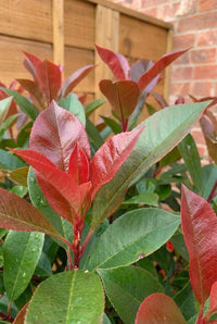 Foliage Close Up · Photinia 'Red Robin' shoots, crimson young leaves against a timber fence