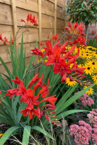 Foliage Close Up · Crocosmia 'Lucifer' flaming red above sword-shaped leaves in the autumn border