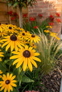 Foliage Close Up · Golden rudbeckia daisies beside feathery stipa in warm evening light
