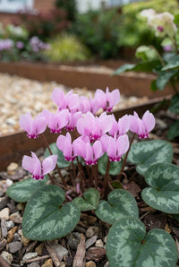Foliage Close Up · Pink cyclamen flowers above silver-marbled leaves in the gravel-mulched winter border