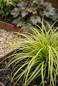 Foliage Close Up · Arching gold-and-green Carex 'evergold' spilling over the corten edge of the raised bed