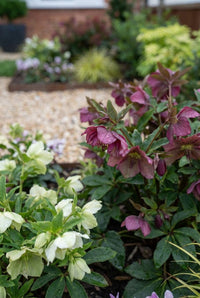 Foliage Close Up · Cream and plum helleborus flowering side by side in the gravelled front border