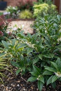 Foliage Close Up · Sarcococca confusa carrying tiny white winter flowers and black berries on glossy stems
