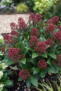 Foliage Close Up · Skimmia japonica in bud, dense red flower clusters above glossy dark green leaves