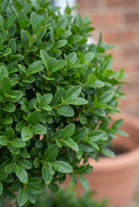 Foliage Close Up · Small glossy privet leaves on a clipped head, terracotta pot behind
