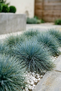 Foliage Close Up · Blue fescue tufts in a gravel bed, the topiary trough blurred behind them