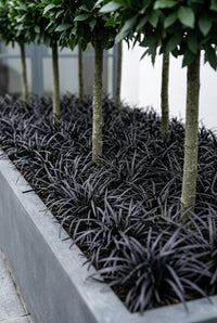 Foliage Close Up · Detail of slim lollipop stems rising from a dense carpet of black ophiopogon
